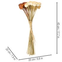Artikel Tørrede kunstige valmuefrøkapsler, bundt med tre farver, 40 cm, 45 stk.
