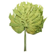 Artikel Dekorative Monstera-blade til boho- og urban jungle-dekoration