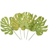 Artikel Dekorative Monstera-blade til boho- og urban jungle-dekoration
