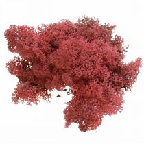 Dekorativ mos til kunsthåndværk Rød naturlig mos farvet i en 40 g pose