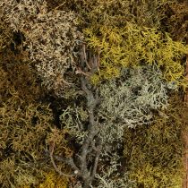 Artikel Mosbillede ægte mosbillede med ramme bevaret 40×30cm