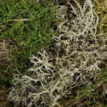Artikel Moskrans dekorativ krans pindsvinemos og kludemos naturlig Ø42cm