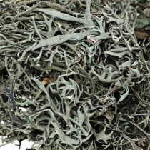 Artikel Deco kviste eg mos mos deco lav naturlig dekoration 750g
