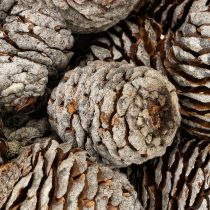 Artikel Murii kegler naturlig 500g