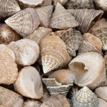 Artikel Dekorative muslingeskaller - Et unikt blikfang til badeværelser og stuer - 300 g