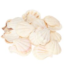 Artikel Skaldekoration kammuslinger i natur 3,5cm–4cm 300g