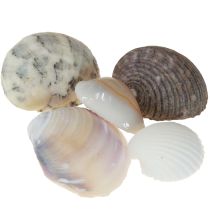Artikel Skaldekoration mini hjertemuslinger sneglehuse 1-3cm 340g