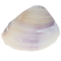 Artikel Skaldekoration mini hjertemuslinger sneglehuse 1-3cm 340g