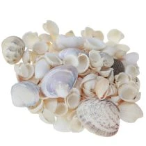 Artikel Skaldekoration mini hjertemuslinger sneglehuse 1-3cm 340g