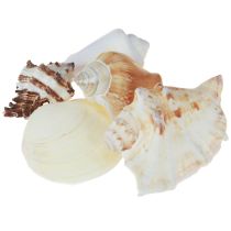 Artikel Skaldekoration skalmix sneglehuse 4–8 cm natur 400 g