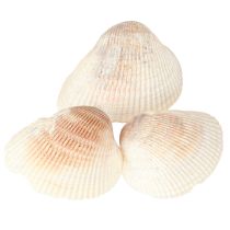 Artikel Skaldekorationsskaller hvide brune hjertemuslinger 5-7cm 300g