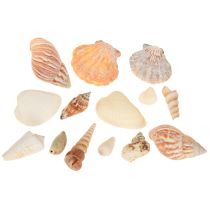 Artikel Skaldekoration havsnegl natur 350g × 3 stk
