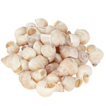 Artikel Musling Umachi 500 g