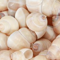 Artikel Musling Umachi 500 g