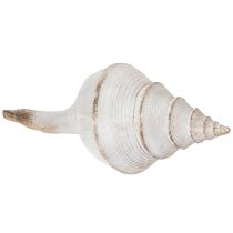 Artikel Dekorativ muslingeskalform til stilfuld maritim dekoration, 44 cm