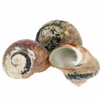 Artikel Turban shell alikreukel naturlig 500g