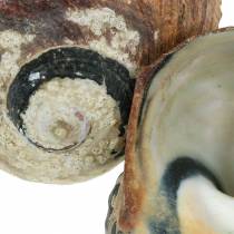 Artikel Turban shell alikreukel naturlig 500g