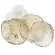 Artikel Stranddekoration, capiz-skaller 5-10 cm, naturgenstande, perlemor, maritim 1 kg