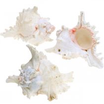 Artikel Skal Chicoreus ramosus 16cm 3 stk