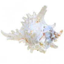 Artikel Skal Chicoreus ramosus 16cm 3 stk