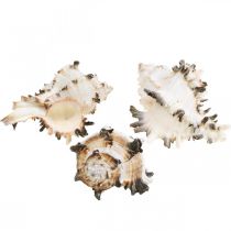 Artikel Deco sneglehuse stribede, havsnegle naturlig dekoration 1kg