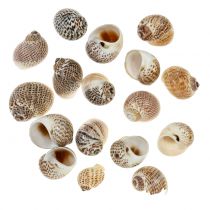 Naturlige sneglehuse 500g