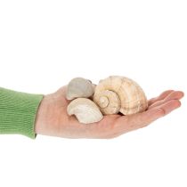 Artikel Snegle og skaller - Maritime dekorative accenter til unik rumforskønnelse - 500 g