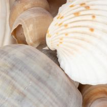 Artikel Skaller og snegle Naturlige maritime dekorative genstande til stilfuld indretning 500 g