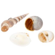 Artikel Skaller og snegle Naturlige maritime dekorative genstande til stilfuld indretning 500 g