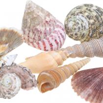 Skalmix, skaller og sneglehuse, sommerdekoration H3–5cm/L2,5–9cm 950g