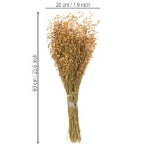 Artikel Naturlige tørrede hørgræsser til tørrede blomsterarrangementer Linum Natur 60cm 180g
