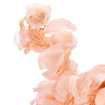 Artikel Tørrede Nicandra-blomster skaber en romantisk atmosfære til ethvert opholdsområde, 75 cm