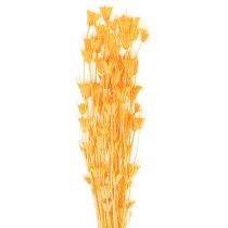 Artikel Tørret Nigella-blomsterarrangement til langvarig brug. Elegant blikfang. 70 cm 50 g