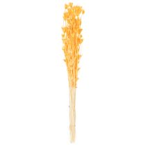 Artikel Tørret Nigella-blomsterarrangement til langvarig brug. Elegant blikfang. 70 cm 50 g