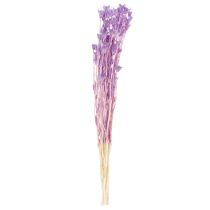 Artikel Tørrede Nigella-blomsterbuket, dekorativ brug i stuen, skaber en unik atmosfære, 70 cm, 50 g
