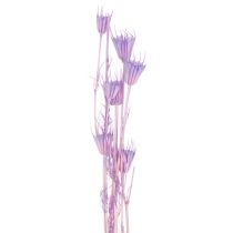 Artikel Tørrede Nigella-blomsterbuket, dekorativ brug i stuen, skaber en unik atmosfære, 70 cm, 50 g