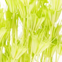 Artikel Tørrede Nigella-blomster, charmerende naturlig rumdekoration til hjemmet, 70 cm, 50 g
