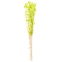 Artikel Tørrede Nigella-blomster, charmerende naturlig rumdekoration til hjemmet, 70 cm, 50 g