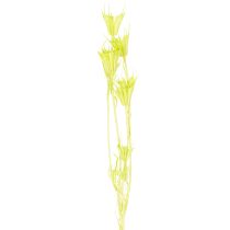 Artikel Tørrede Nigella-blomster, charmerende naturlig rumdekoration til hjemmet, 70 cm, 50 g