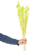 Artikel Tørrede Nigella-blomster, charmerende naturlig rumdekoration til hjemmet, 70 cm, 50 g