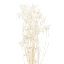 Artikel Tørrede Nigella-blomster, buket elegant naturlig dekoration til eksklusive interiører, 70 cm, 50 g