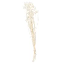 Artikel Tørrede Nigella-blomster, buket elegant naturlig dekoration til eksklusive interiører, 70 cm, 50 g