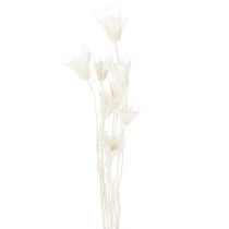 Artikel Tørrede Nigella-blomster, buket elegant naturlig dekoration til eksklusive interiører, 70 cm, 50 g