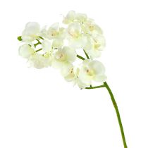 Artikel Orkidé Creme-Hvid L57cm 6 stk