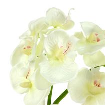 Artikel Orkidé Creme-Hvid L57cm 6 stk