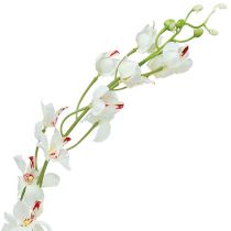 Orchid Mokara Hvid 92cm 3stk