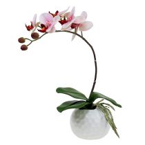 Lyserød orkidé i keramisk potte 31cm