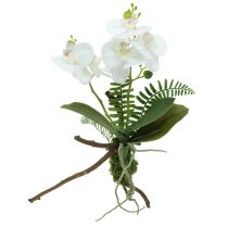 Hvid orkidé med mosekugler og rødder 36 cm