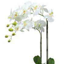 Orkidé hvid på 65 cm pære