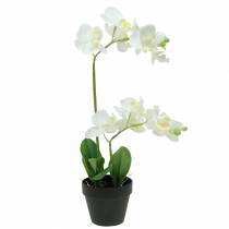 Orkideer hvide i en gryde kunstig plante H35cm